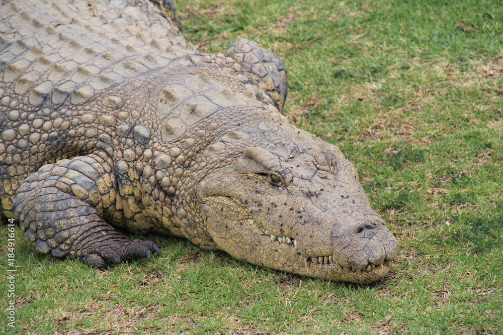 crocodiles, reptil, alligator, tier, gebiss, wild lebende tiere crocodiles, reptil, alligator, tier, gebiss, wild lebende tiere