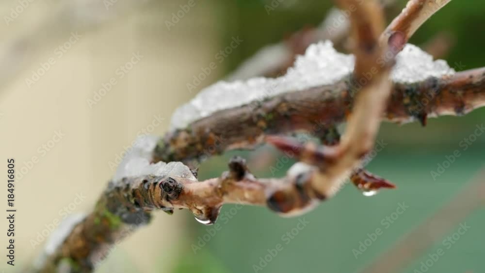 Snow in a London English garden after a heavy snow storm overnight, December 2017 Snow in a London English garden after a heavy snow storm overnight, December 2017