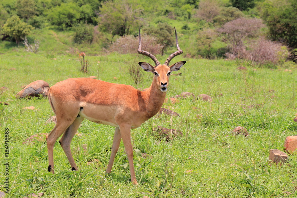 tier, antilope, deer, wild lebende tiere, natur, impala, tier, antilope, deer, wild lebende tiere, natur, impala,
