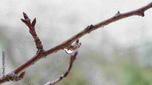 Snow in a London English garden after a heavy snow storm overnight, December 2017 photo