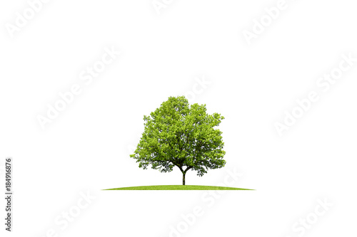 Beautiful green oak on grass, isolated on white background.