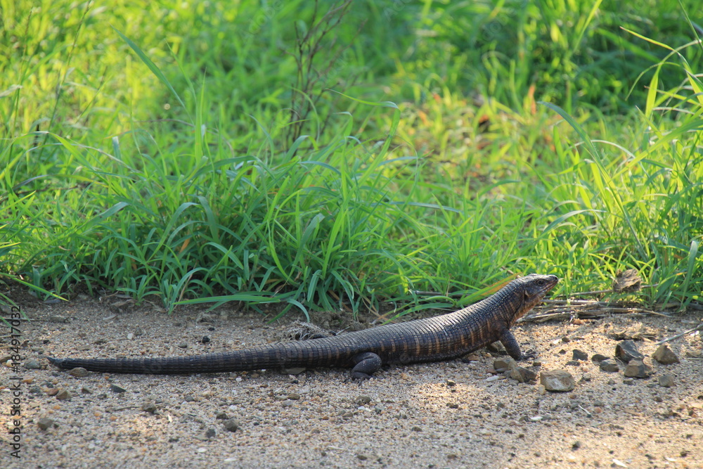 Eidechse, Reptil, Südafrika, Nationalpark, Tier Eidechse, Reptil, Südafrika, Nationalpark, Tier