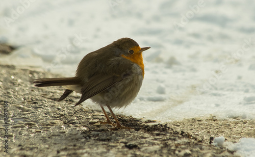 robin cold bird in snow ice winter season wildlife