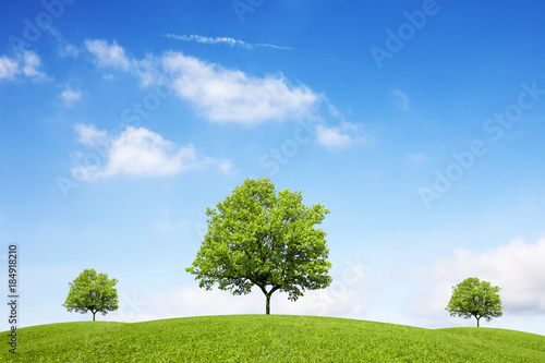 Trees on the green hills under the blue sky