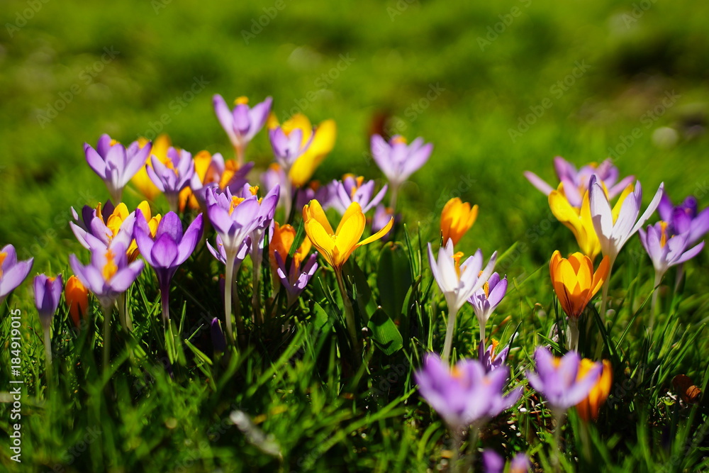 yellow and purple crocuses growing on the ground in early spring. yellow and purple crocuses growing on the ground in early spring.