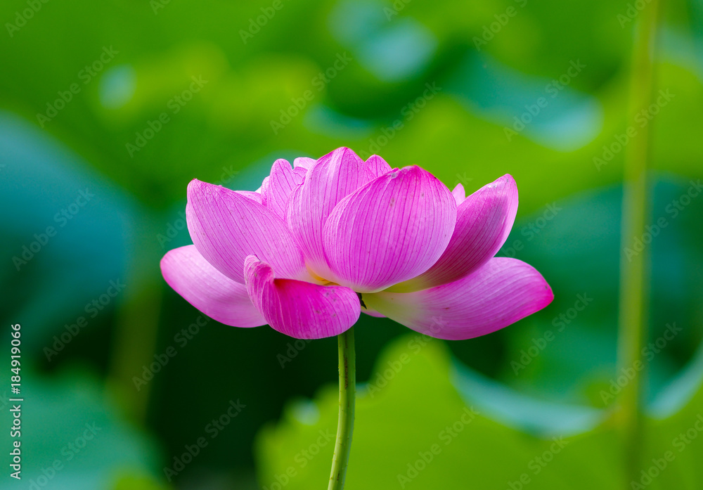 Lotus cultivated in water garden.