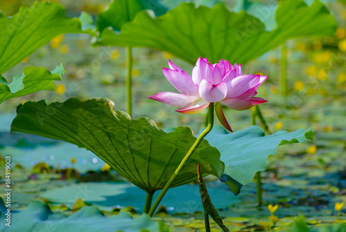 The lotus. Flower pink and blossom. photo