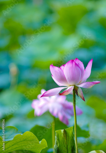 Beautiful pink lotus flower. Garden.