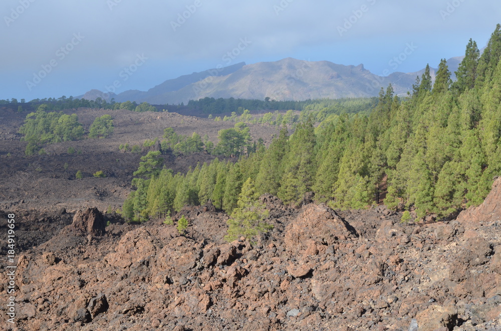 Couronne forestière qui encercle le volcan Teide, île de Ténérife, les Canaries