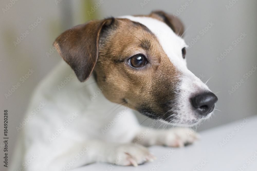 curious dog curious dog