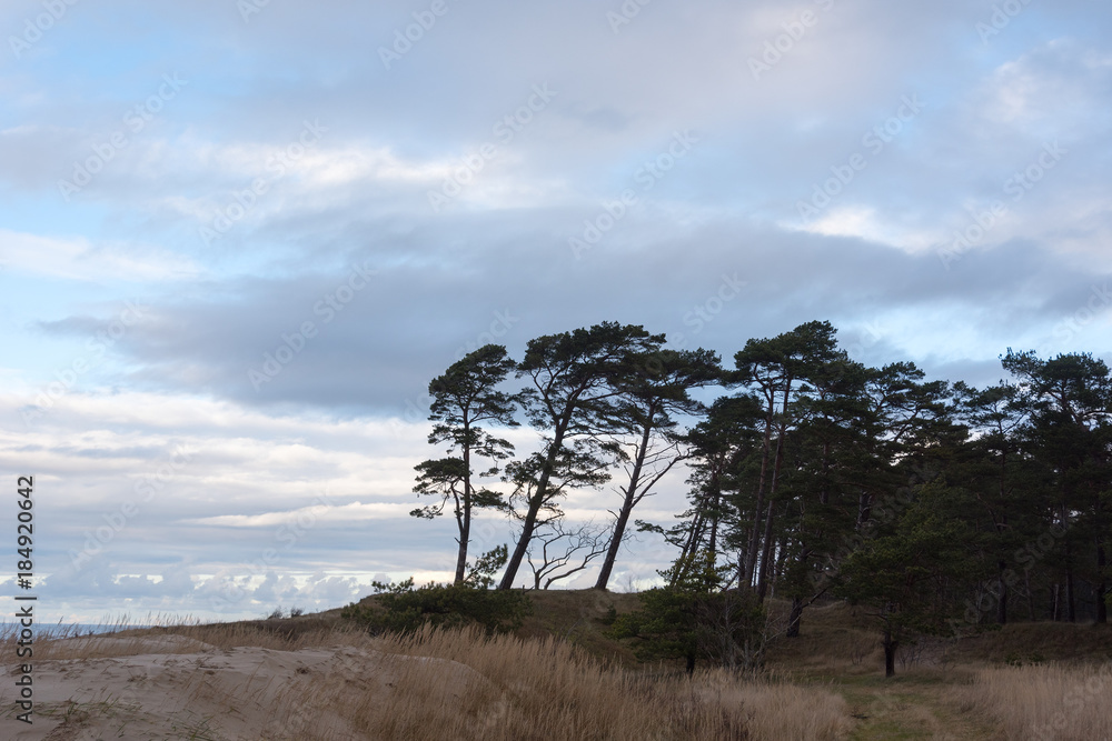 Pines at Baltic sea.