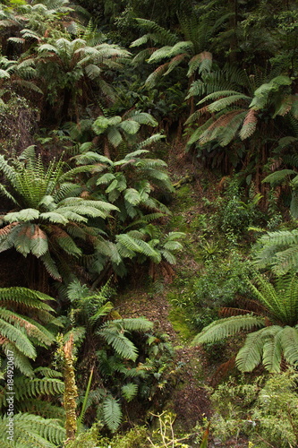 Fern plants on Hogarth Falls Walk in Tasmania  