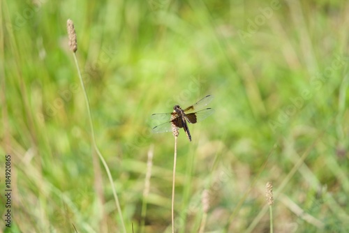 Widow Skimmer Dragonfly © tommykeith