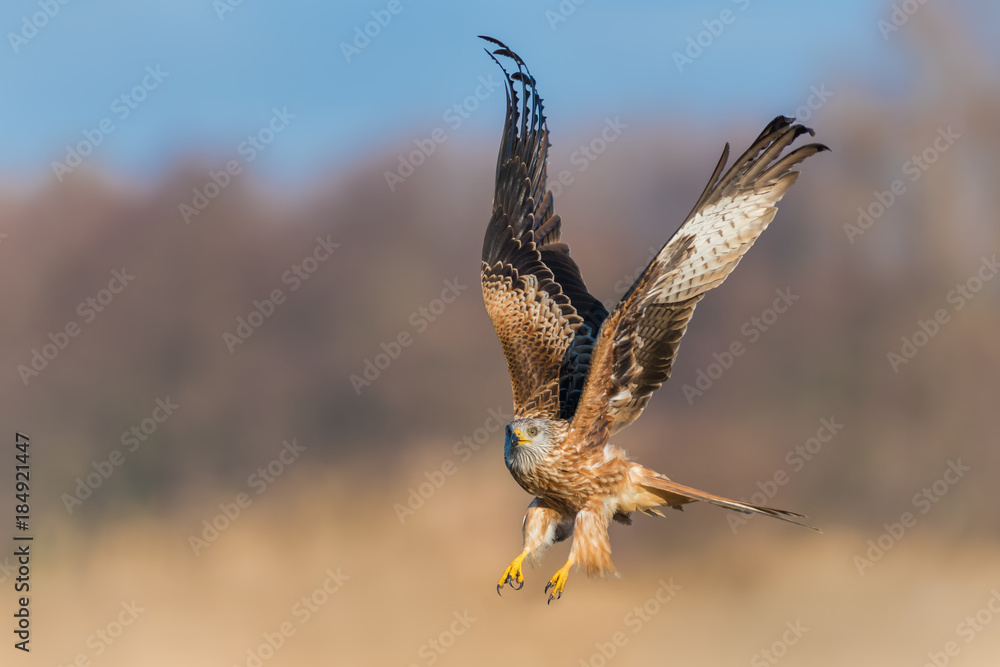 Fototapeta premium On the meadow/Red Kite