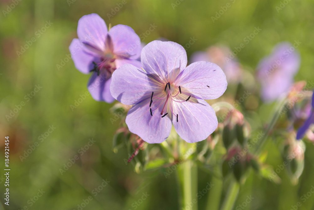 Blossom wild flowers Blossom wild flowers