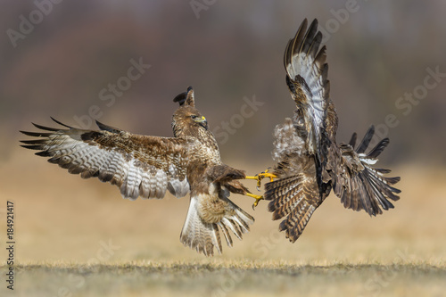fight in the meadow / Common Buzzard