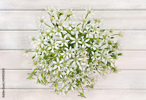 Bouquet beautiful white snowdrops (Ornithogalum umbellatum, the garden star-of-Bethlehem, grass lily, nap-at-noon) on background of white painted wooden planks. Top view, flat lay. photo