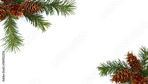 Cones and twigs pine tree (Pseudotsuga menziesii, Douglas fir, Douglas-fir, Douglas tree, Oregon pine) on a white background with space for text. Top view, flat lay. Christmas decoration.