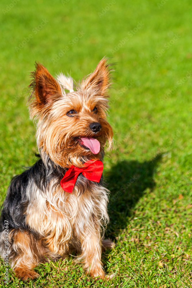 Sweet yorkshire terrier with outstretched tongue, with a red bow. Yorkshire terrier on a green lawn Sweet yorkshire terrier with outstretched tongue, with a red bow. Yorkshire terrier on a green lawn