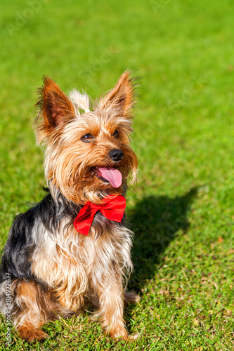 Sweet yorkshire terrier with outstretched tongue, with a red bow. Yorkshire terrier on a green lawn