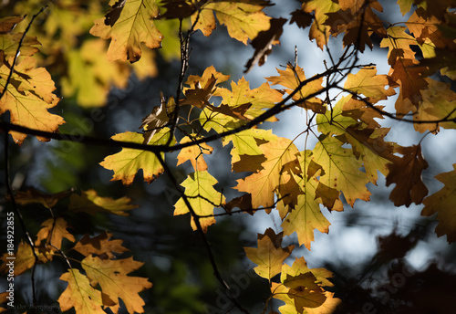 Atumn leaves