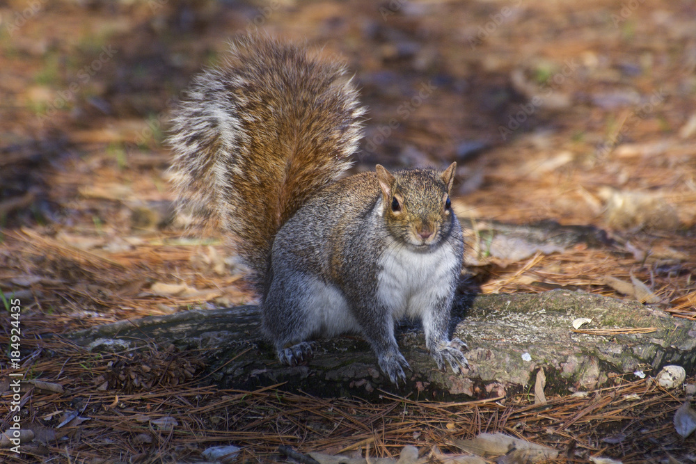 Obraz premium scoiattolo