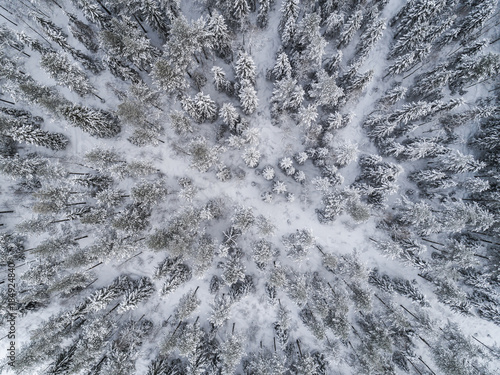 Winter forest landscape - Aerial view - Planet Earth Eco