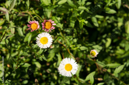 Wild daisy flowers  Macro picture