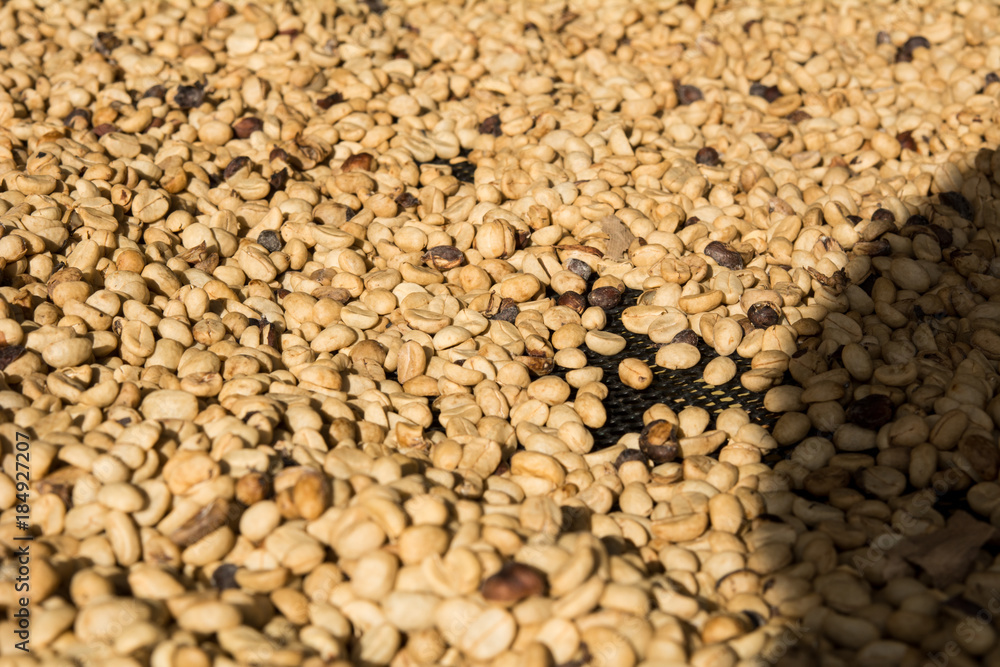 Drying coffee beans, Coffee beans drying in the sun.Coffee beans business Drying coffee beans, Coffee beans drying in the sun.Coffee beans business