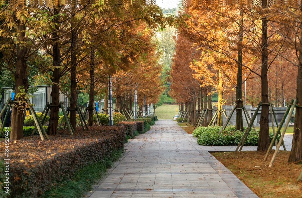 A forest city park in Chongqing, China