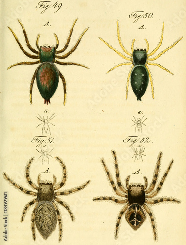 Wallpaper Mural Spider. Torontodigital.ca