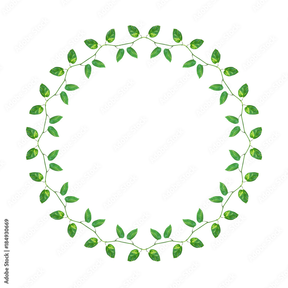 Chain of green yellow leaves vines Devil's ivy or golden pothos with kaleidoscope effect, minimalism greenery nature frame isolated on white background, clipping path included. Chain of green yellow leaves vines Devil's ivy or golden pothos with kaleidoscope effect, minimalism greenery nature frame isolated on white background, clipping path included.