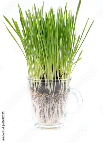 Fresh wheat grass on white Growing grass isolated