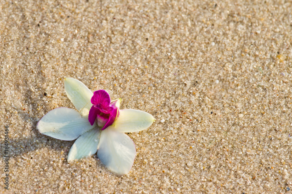 Orchid on the beach