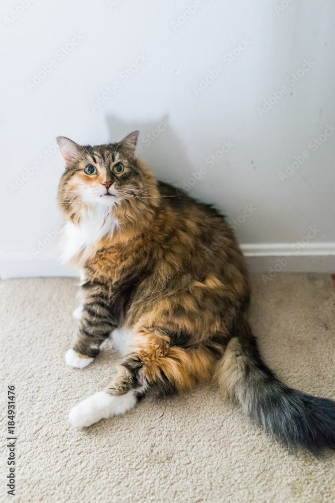 Maine coon cat sitting leaning on wall indoors