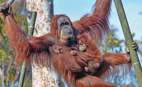 Orangutan mother and child in a zoo