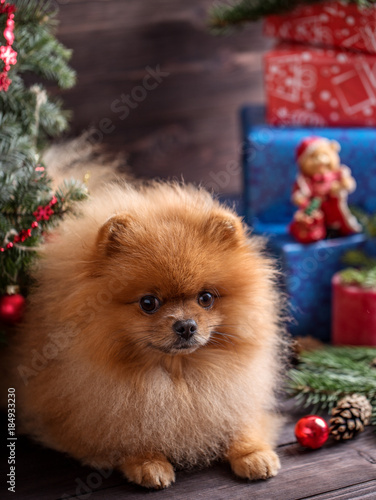 Pomeranian dog in christmas decorations on dark wooden background. The year of the dog. New year dog. Beautiful dog © Agnes