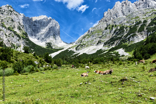 Cows grazing in high alpine pastures in the Alps. Austria, Tirol, Wilder Kaiser Chain