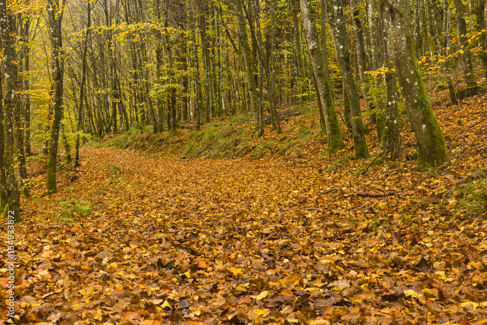 Obraz premium Hiking the GR5 trail in the Benelux