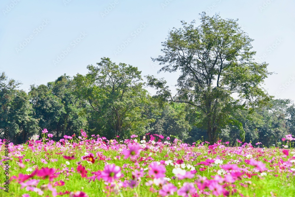 Blooming Pink Cosmos Flowers at Jim Thompson Farm