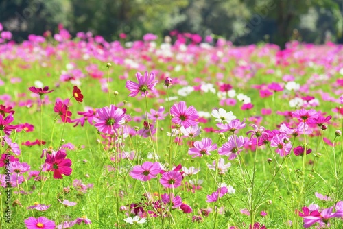 Field of Blooming Pink Cosmos Flowers