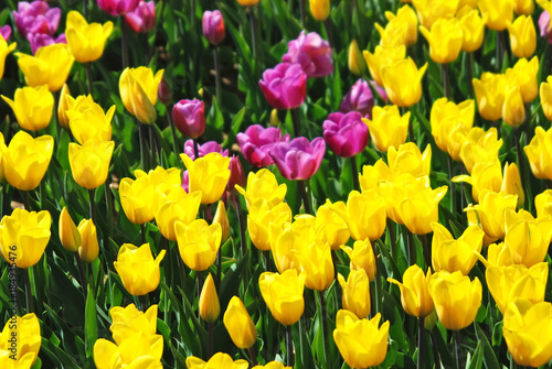 Beautiful tulip flower