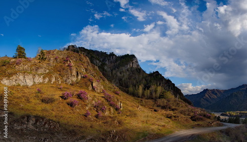 Russia. The South Of Western Siberia, spring flowers of the Altai mountains. Rhododendron