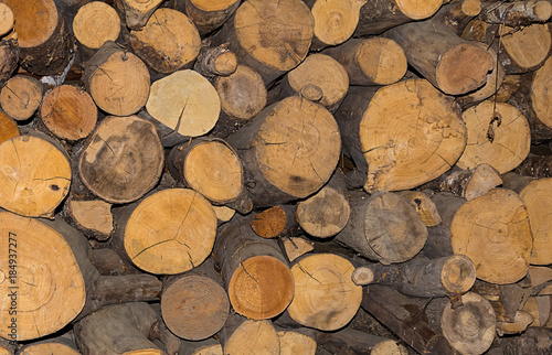 log cut down abunch number trees close-up natural background pattern
