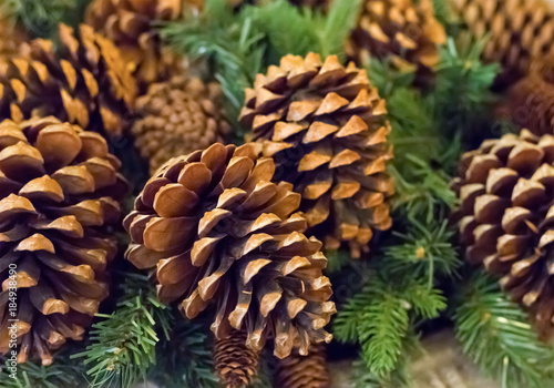 traditional decoration of the Christmas decorations of the new year a large fir cone on the background of a spruce branch