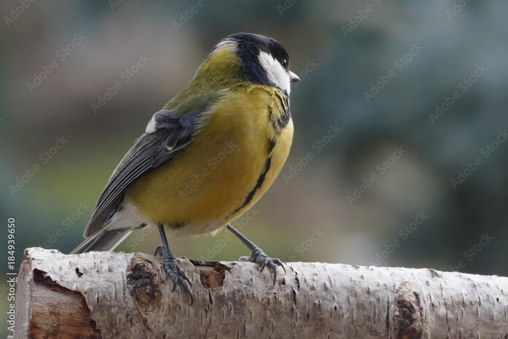 Fototapeta premium great tit