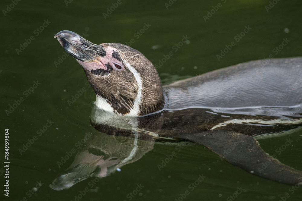 Naklejka premium penguin in water