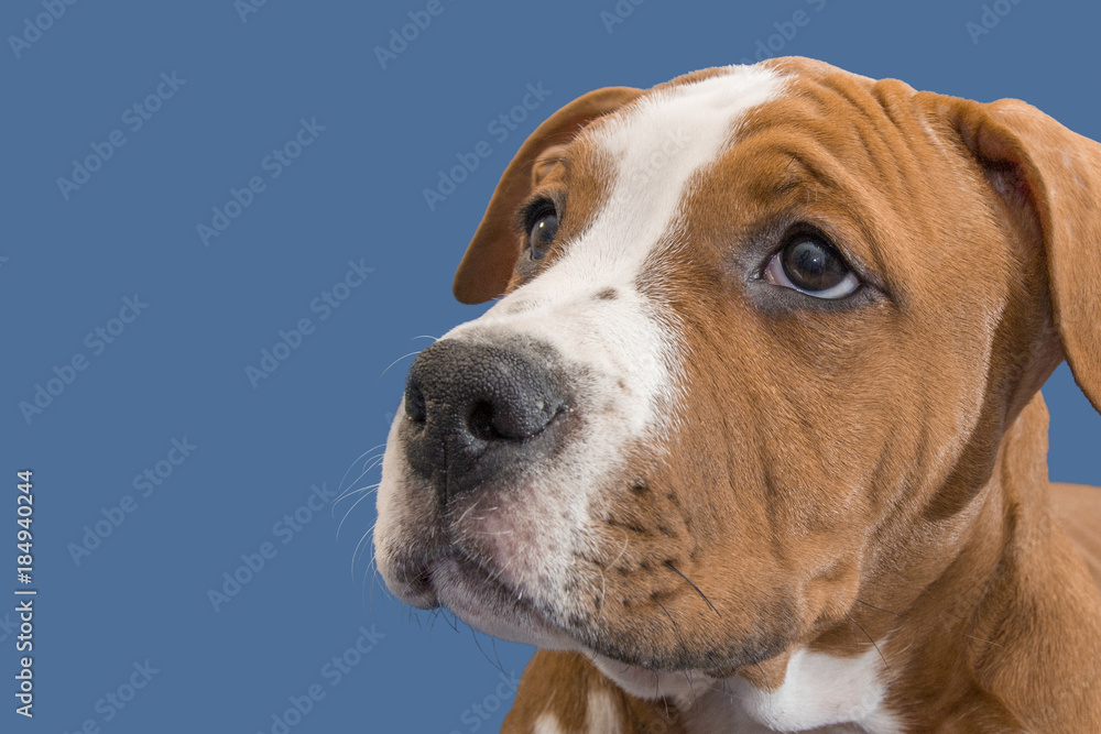 Dog portrait for copy space and banner use. The dog breed is American Staffordshire Terrier,  isolated on blue background.