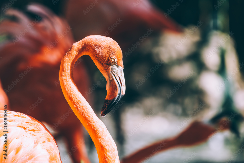 Obraz premium Pink Flamingo Bird Portrait In Wilderness