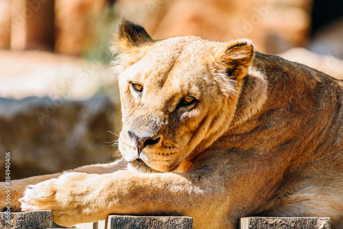 Fototapeta Naklejka Na Ścianę i Meble -  Closeup Portrait Of Female Lion